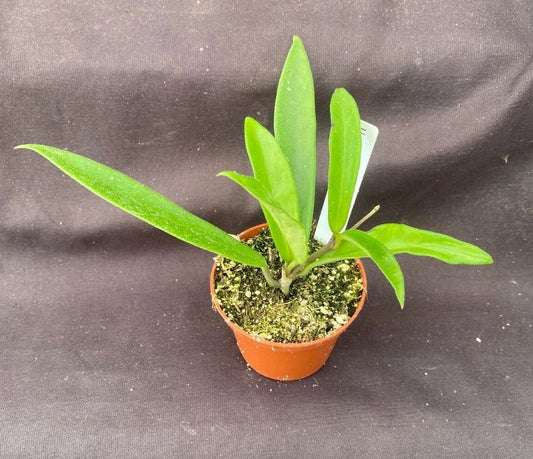 Hoya Mini-Belle Plant in 2.5" Pot, Hoya Hybrid, Rooted Houseplant, Easy Care Indoor Plant, Perfect for Beginners