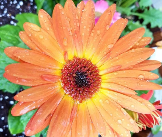 Peach Gerbera Daisy Seeds 200+ Pack for Garden Planting - Gerbera jamesonii - USA