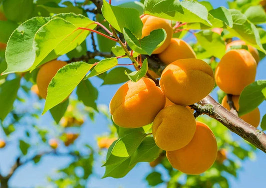 Apricot Trees Rooted Plant 2 ft Tall - New Stock Prunus armeniaca