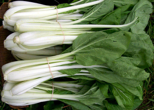 Pak Choi Seeds 200+ Count White Stem Chinese Cabbage Bok Choy Brassica rapa Four Season Vegetable USA
