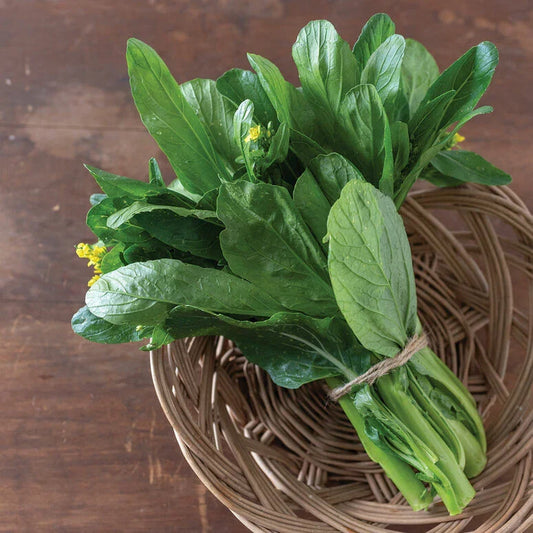 Asian Yu Choy 500 Seeds | Heat-Tolerant Choi Sum | Chinese Flowering Cabbage (Brassica rapa subsp. parachinensis)