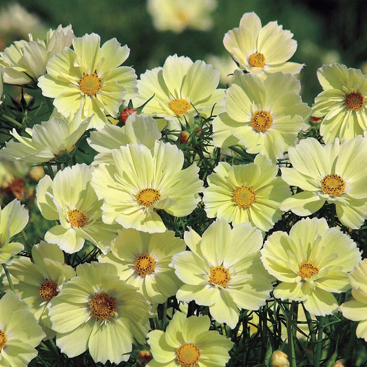 Cosmos Seeds - 100 Non-GMO Sunset Yellow Great Cut Flowers - Ideal for Gardens & Containers - Cosmos bipinnatus