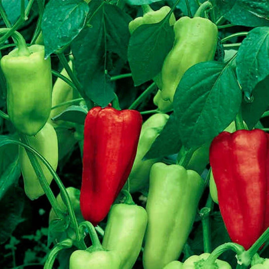 Sweet Pepperoncini Pepper Seeds | NON-GMO Heirloom Variety | Fresh Garden Seeds | Capsicum annuum