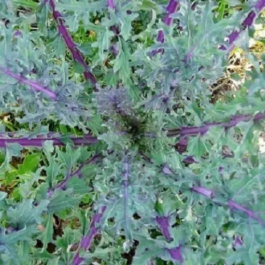 Red Russian Kale Seeds - 2000 Count - Non-GMO - Brassica napus var. pabularia - Free Shipping
