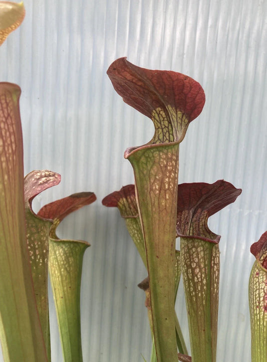 Sarracenia Alata Black x Flava Rubricorpora Plant Division, Bare Root, Carnivorous Pitcher Plant