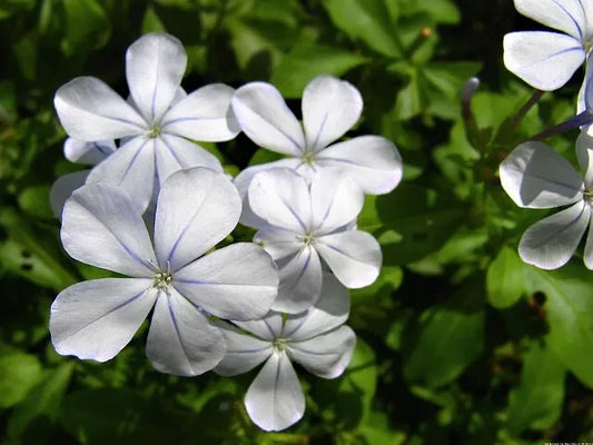 Silver Plumbago Seeds Pack of 50 - Plumbago auriculata - Blue Flowering Plant Seeds for Garden and Landscaping