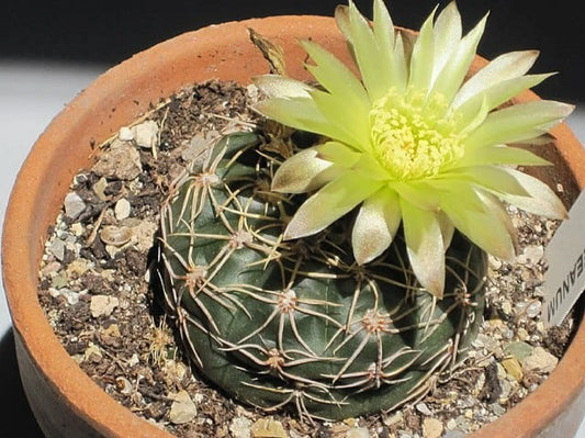 Cactus Seeds - 50+ Gymnocalycium reductum - Easy Growing Succulent Seeds - Free Shipping