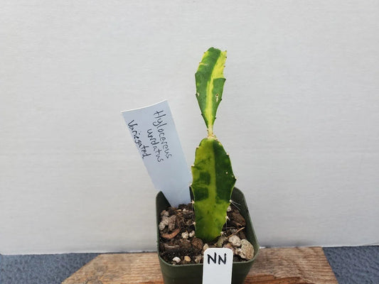 Variegated Dragon Fruit Plant - Hylocereus undatus - Tropical Succulent - Unique Garden Addition