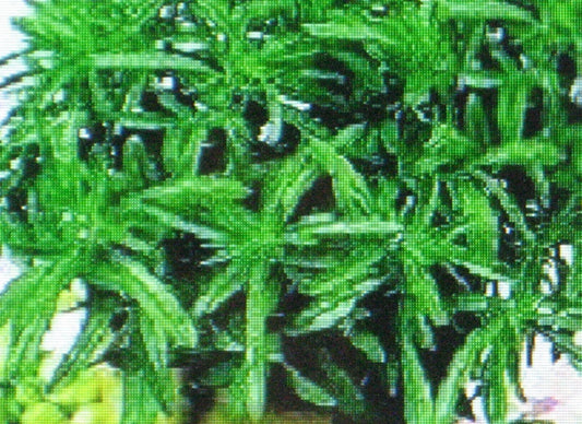 Savory Herb Seeds - Bulk 1000 Seeds - Medicinal Gourmet Flavor - Satureja hortensis
