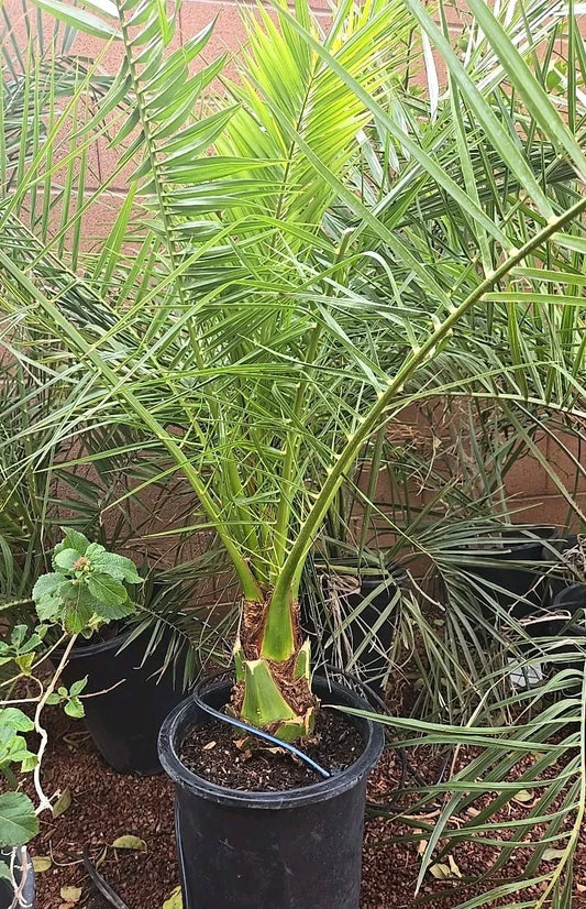 Canary Island Date Palm Tree 48+ inches Phoenix Canariensis 9+ Years Mature Plant