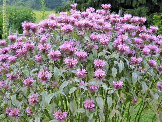 Wild Bergamot Flower Seeds - Monarda - Native Wildflower for Garden or Container - Easy to Grow