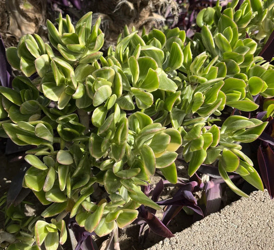 Crassula Ovata Variegated Jade Cuttings - Lemon Lime Tri-Color Succulent - 5 Pack