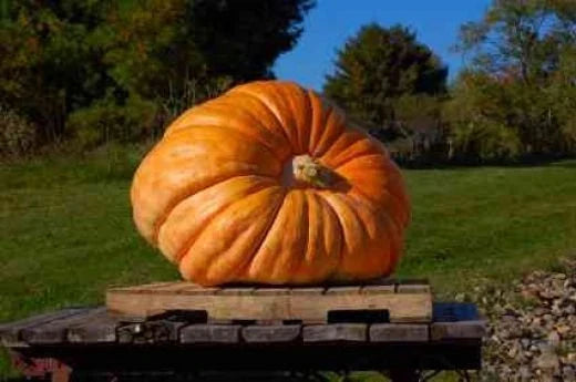 Dill's Atlantic Giant Pumpkin Seeds - 35 Bulk Seeds - World Record Holder - High Yield (Cucurbita maxima)