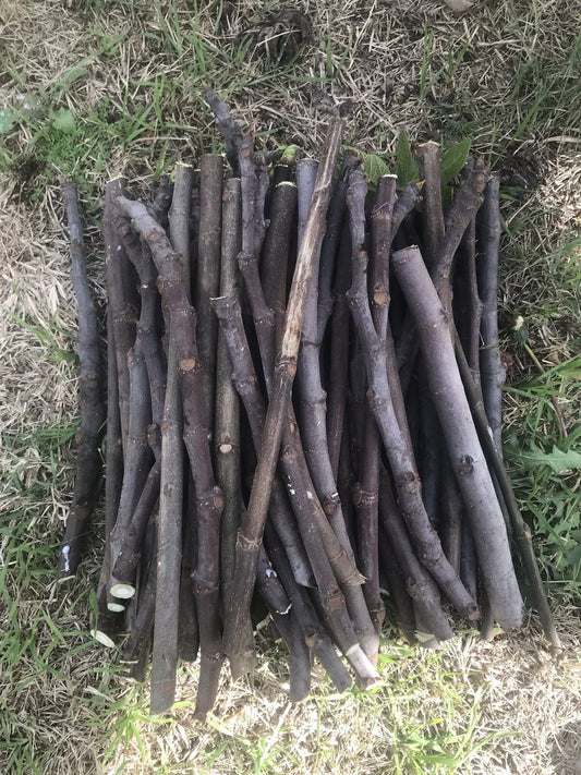 Fig Tree Cuttings - 6 Unrooted Stems for Organic Propagation - Delicious Sweet Fruit - Ficus carica