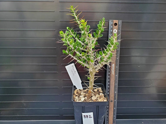 Alluaudia comosa Plant - Rooted Madagascar Variety - Seldom Offered Succulent - Lot BB2