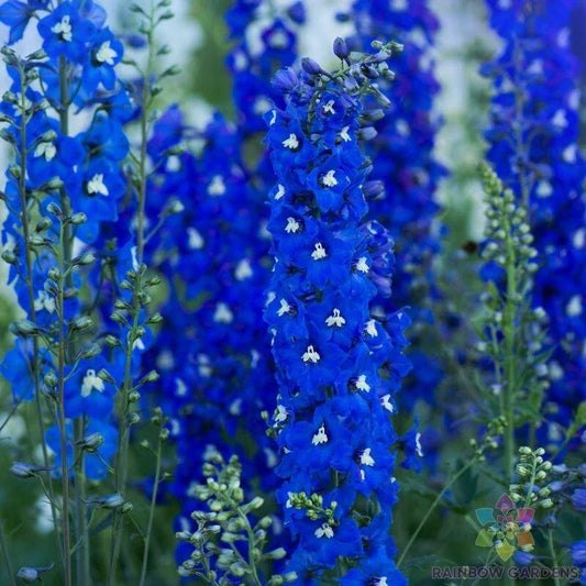 Delphinium Seeds - 200+ Count - Paramo Azul Variety - Ideal for Garden Planting - USA Grown