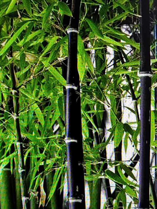 Live Black Bamboo Rhizomes - Freshly Dug Phyllostachys Nigra - Ideal for Landscaping - Two Plant Set