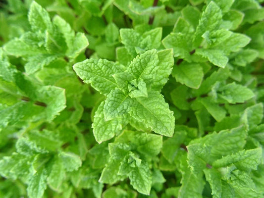 Peppermint Seeds - Non-GMO Mint Seeds with Tracking - Mentha spicata Herb Seeds for Planting