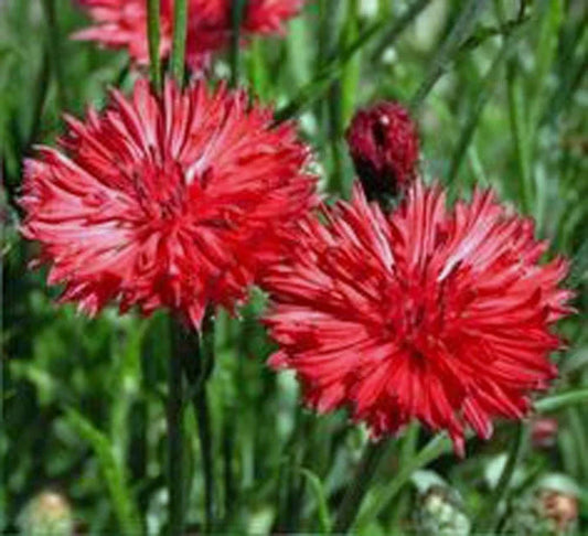 Bachelor's Buttons Seeds - Red Variety - 120 Bushy Flower Seeds - Centaurea cyanus - GroCo USA