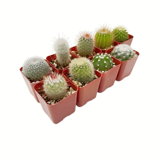 Live Cactus Collection of 9 Real Succulent Indoor Outdoor Plants – Ideal for Home Decor, Gardening, and Gifts