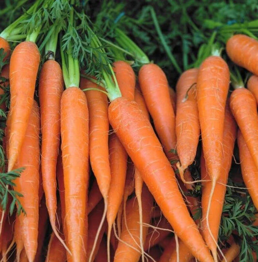 Danvers Carrot Seeds 1000+ Sweet Rooted Vegetable Garden - Daucus carota - Heirloom Variety, Non-GMO