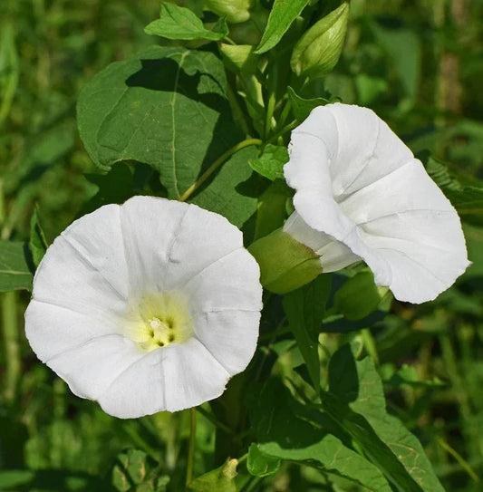 Moonflower Seeds - 25+ Pack - Tall, Fragrant, Fast Growing Blooms - Ipomoea alba - Fresh