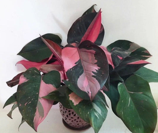 Pink Princess Philodendron Small Rooted Starter Plant, Variegated, Rare Variety, Philodendron erubescens