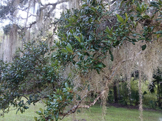 Rooted Live Oak Tree 12"-18" | TX Florida Variety | Quercus virginiana | Perfect Garden Gift