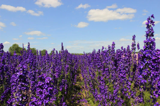 Pacific Giant Delphinium Seeds - King Arthur Variety, 25+ Seeds, Flowering Plant, Delphinium elatum - Free Shipping