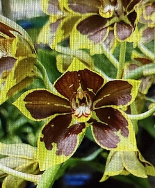 Small Rooted Orchid Bulb - Bare Root Gram - Phalaenopsis Variety (if applicable) - Orchidaceae Family