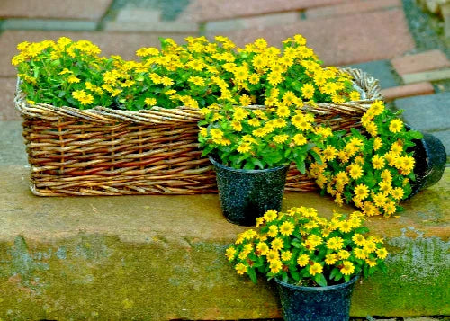 Creeping Zinnia Flower Seeds - 500 Bulk Rock Garden Ground Cover Seeds - Zinnia Profusion Series