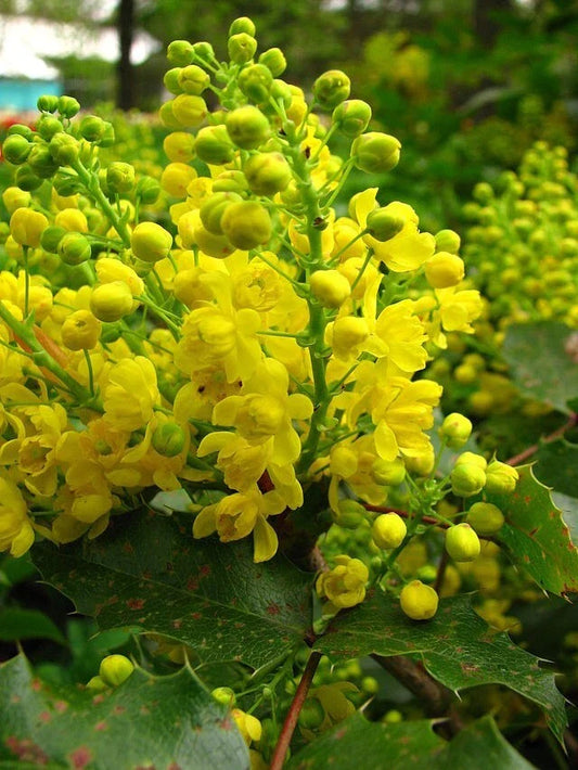 Oregon Grape Holly Seeds, 50 Count, Native Wildflower, Mahonia aquifolium, USA Seller