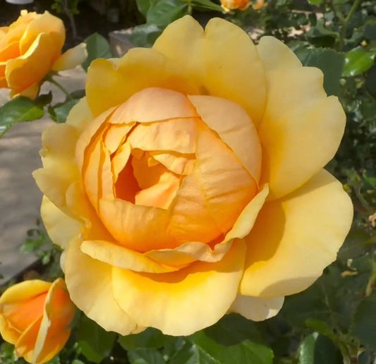 Unrooted Yellow Rose Cuttings 3 Fresh Cuttings 5-8" Long Rosa spp. Perfect for Gardening and Propagation