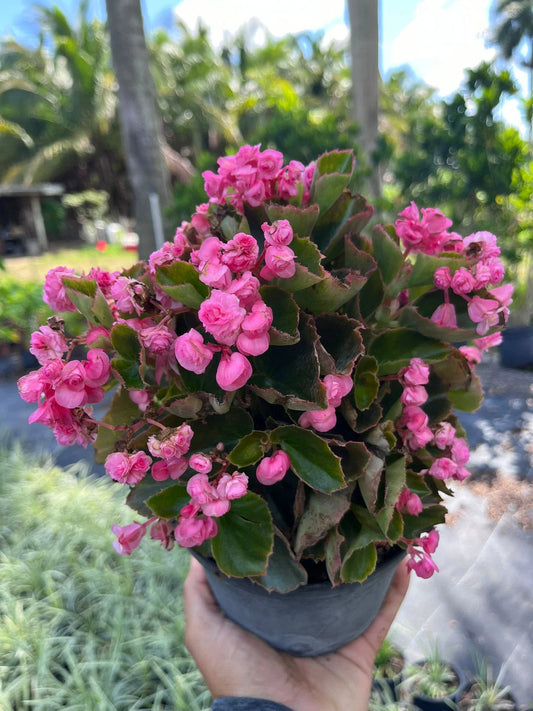 Live Pink Begonias Plant - Easy Care with Stunning Blooms - Begonia spp.
