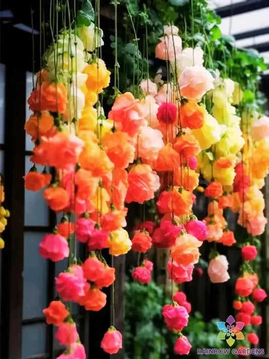 Rainbow Weeping Begonia Seeds (25+) for Garden Planting - USA - Ideal for Home Gardening, Indoor/Outdoor Decor