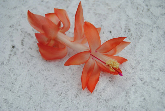 Christmas Cactus Starter Plant - Small Frida Variety - Schlumbergera Truncata - Well Rooted Healthy Plant