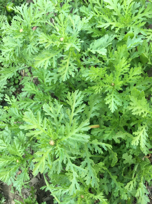 Tong Ho Choy Seeds - 200+ Edible Chrysanthemum Seeds, Shungiku Ssukgat Tan, Serrated Leaf - Perfect for Home Gardening