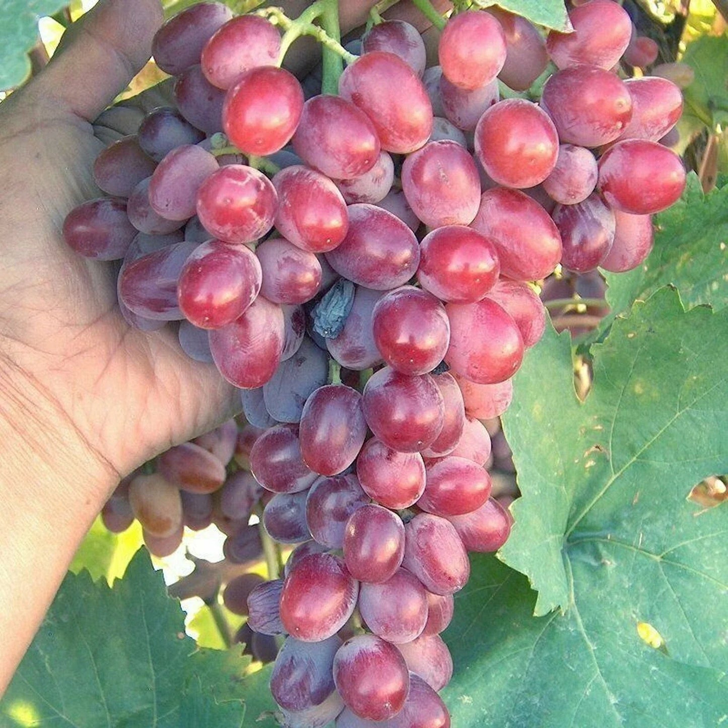 Crimson Vine Cuttings - Large Red Seedless Table Grape (Vitis vinifera) - No Roots - T110A Lot 4