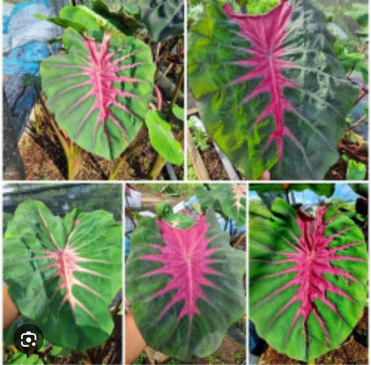 Madeira Star Elephant Ear Plant - Small Rooted Starter - Colocasia esculenta - Tropical Foliage