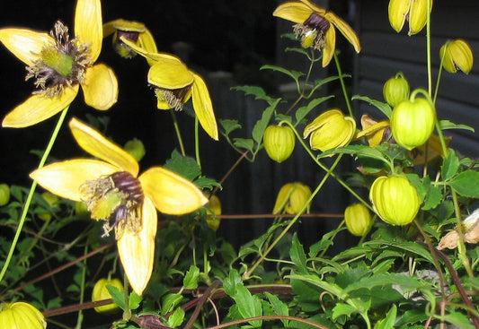 Clematis Seeds - 15 Pack Aztek Yellow Perennial Vine - GroCo