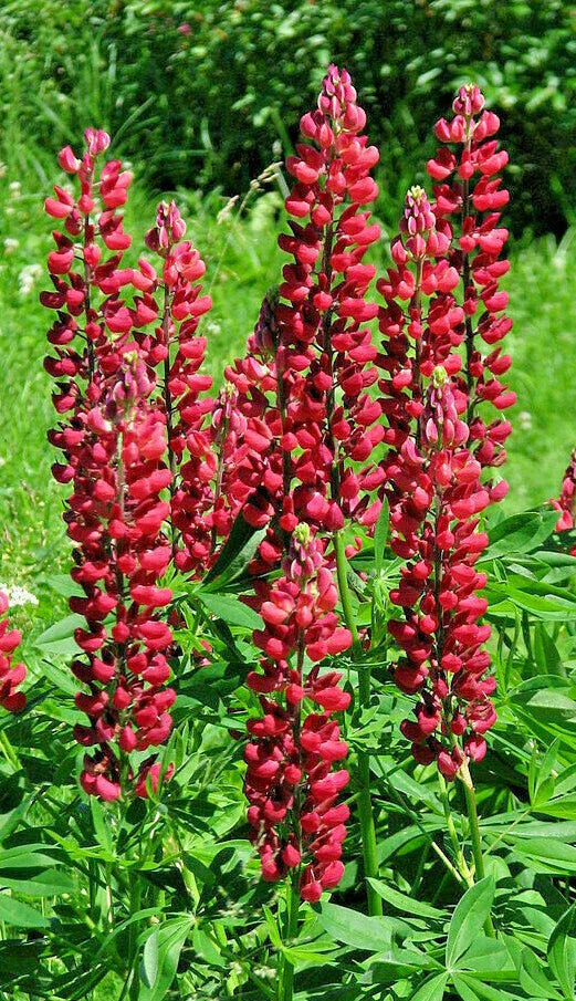 Tall Red Russell Lupine Seeds - 50 Seeds, Lupinus polyphyllus 'My Castle', Maries Green Garden
