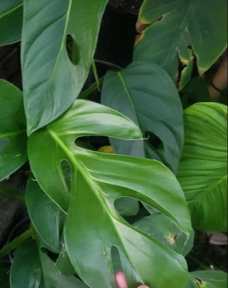 Rare Monstera Dissecta Cutting - Live Rooted Plant, No Pot, Unique Tropical Houseplant, Monstera Adansonii