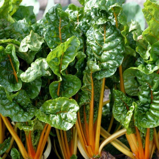 Orange Swiss Chard Seeds, NON-GMO, Colorful Salad Variety, Beta vulgaris subsp. cicla