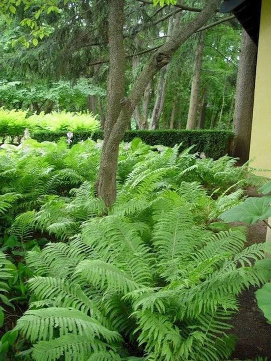 Ostrich Fern Bare Roots - Matteuccia struthiopteris - Fiddleheads Perennial Transplant - 5 Pack
