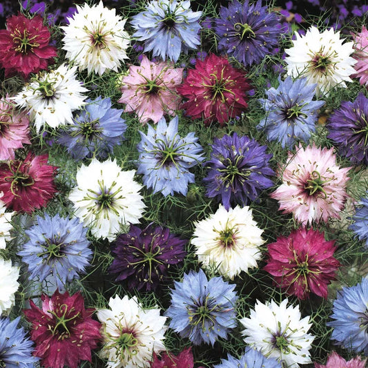 Love in a Mist Seeds - 475 Count Mix - Nigella damascena - USA GroCo, Buy 15 Ships Free