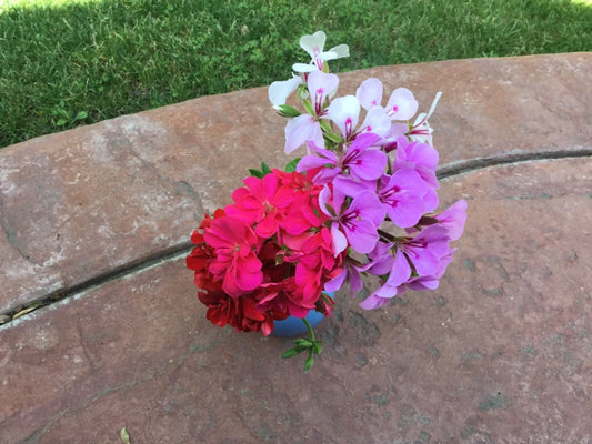 Ivy Geranium Cuttings 9 Pack Mixed Colors Pelargonium peltatum for Rooting