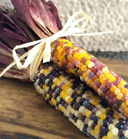 Ornamental Corn Seeds - Red Husk Rainbow & Glass Gem Color Flint Popcorn Seed - Zea mays - 2025