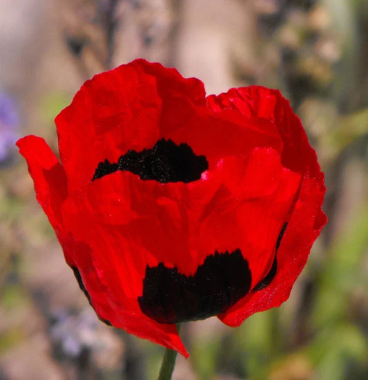 Poppy Seeds 1000 Count Turkish Tulip Red & Black Non-GMO Pollinator Friendly Flowers