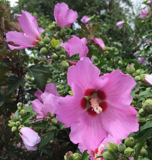ROSE OF SHARON Live Bareroot Trees 4-8” Purple Hibiscus syriacus Organic NC