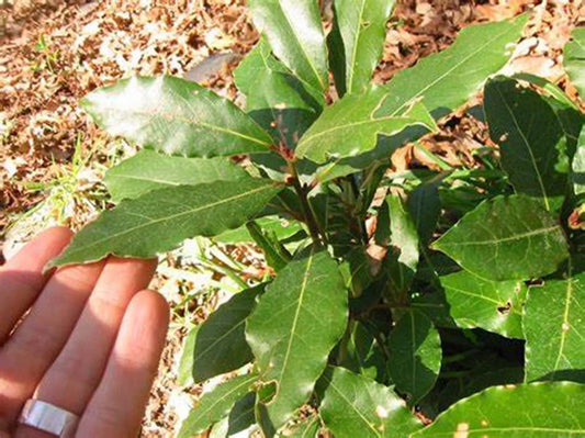 Sweet Bay Laurel Tree Seeds - 7 Pre-Stratified Seeds - Laurus nobilis - 2024 Harvest